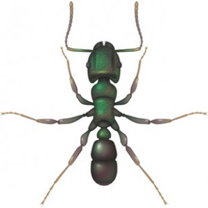green headed ant
