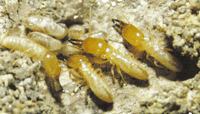 Heterotermes termites