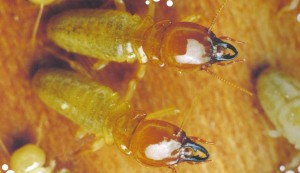 Mastotermeslarge termite