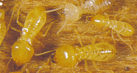 Schedorhinotermessm termite