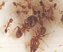 coastal brown ant