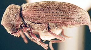 furniture beetle