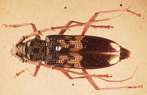 longicorn beetle