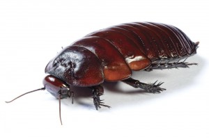 native cockroach
