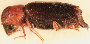 particoloured beetle