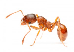singapore ant