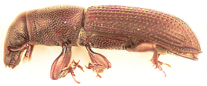 wood-boring weevil