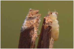 worker termite