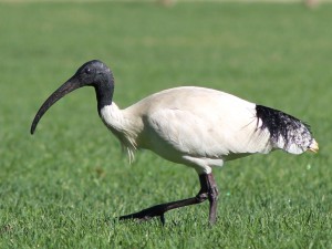 ibis