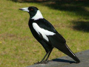 magpie