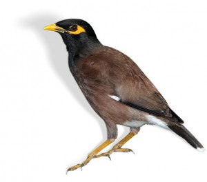 myna