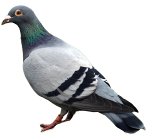 pigeon