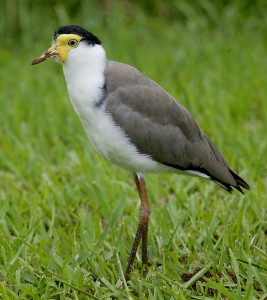 plover