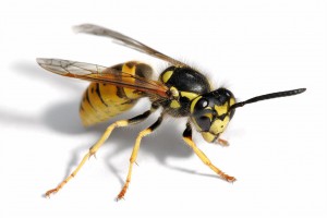 wasp